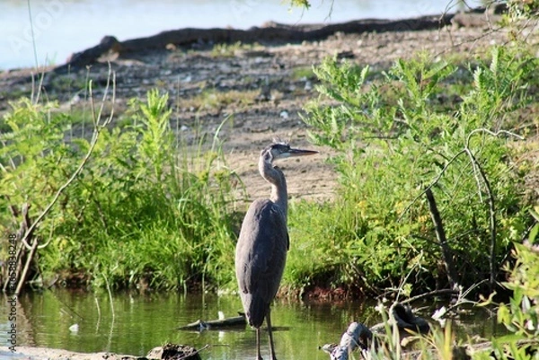Fototapeta Majestic Heron Standing Near Tranquil Waters Surrounded by Lush Green Vegetation on a Sunny Day in a Serene Natural Habitat