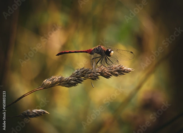 Obraz Dragonfly on a Nature Walk