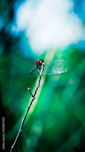 Obraz Dragonfly on a Nature Walk