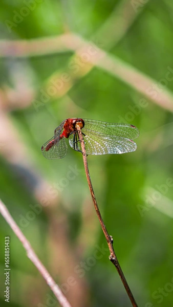 Obraz Dragonfly on a Nature Walk