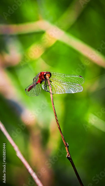 Obraz Dragonfly on a Nature Walk