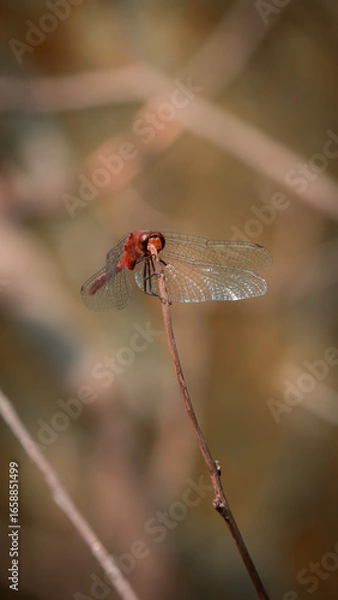 Obraz Dragonfly on a Nature Walk