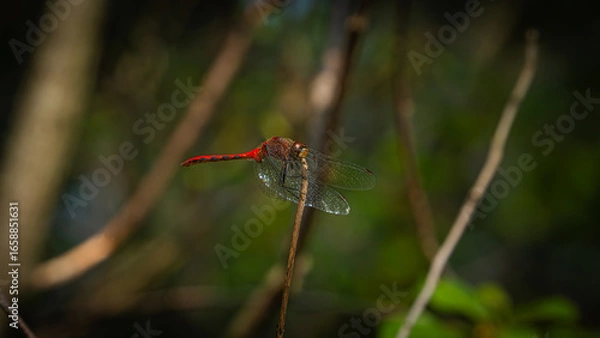 Obraz Dragonfly on a Nature Walk