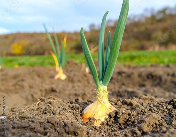 Obraz Young onions sprouting in soil