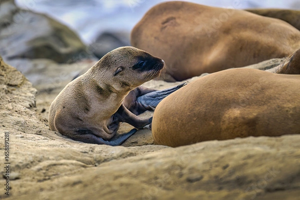 Fototapeta 2024-06-28 A BABY SEA LION PUP LYING ON A ROCKY SHORELINE NEXT TO ITS MOTHER IN THE LA JOLLA COVE NEAR SAN DIEGO