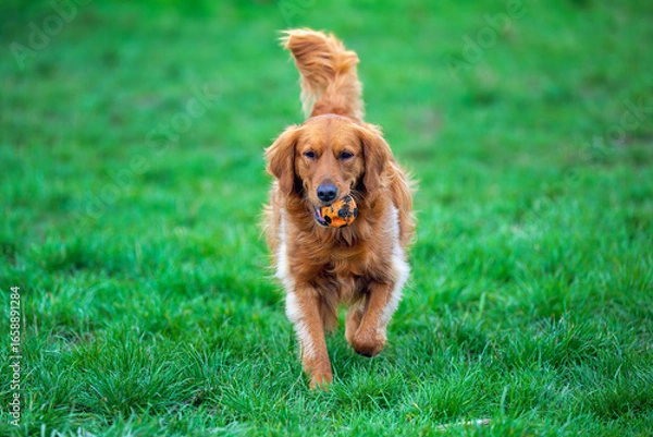 Fototapeta 2024-04-06 A GOLDEN RETRIEVER RUNNING STRAIGHT TOWARDS THE CAMERA WITH BRIGHT EYES EARS AND TAIL UP AND A BALL IN HIS MOUTH AT THE OFF LEASH DOG AREA AT MARYMOOR PARK IN REDMOND WASHINGTON