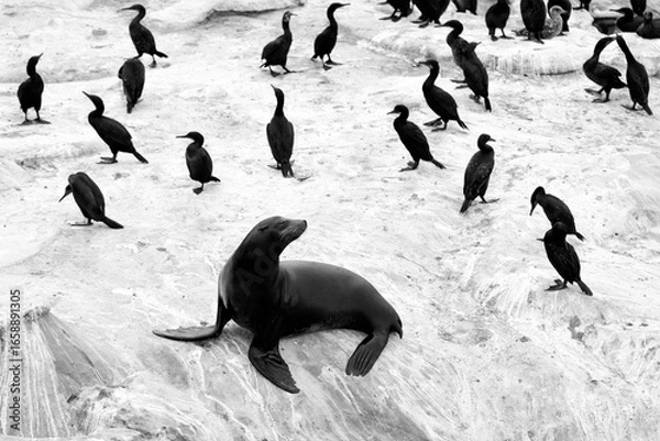 Fototapeta 2024-06-28 A LONE SEA LION AND MULTIPLE CORMORANTS RESTING ON A ROCKY SHELF AT THE LA JOLLA COVE IN BLACK AND WHITE