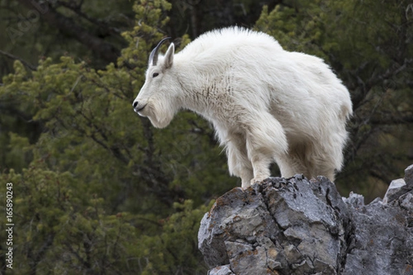 Obraz mountain goat on rock ledge