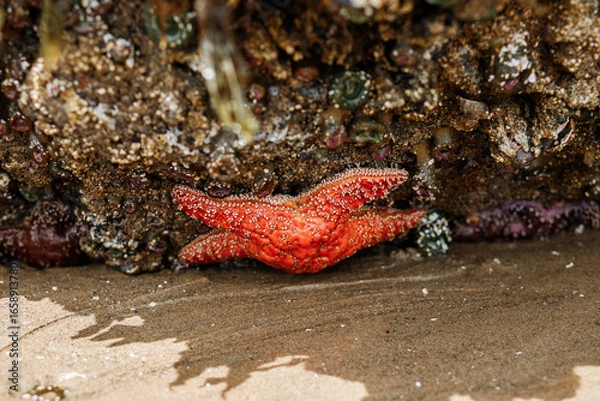 Fototapeta Colorful sea stars and green sea anemones on tide-covered rocks at low tide, Cannon Beach, Oregon. Close-up view of marine life on the Pacific Northwest coast.