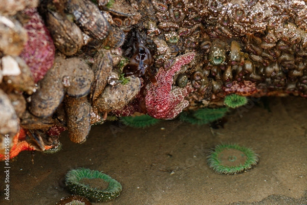 Fototapeta Intertidal marine species on rocks at Cannon Beach, Oregon. Pisaster sea stars and green anemones exposed during low tide. Biodiversity of the Pacific Ocean shoreline.