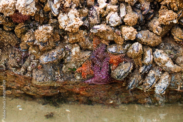 Fototapeta Intertidal marine species on rocks at Cannon Beach, Oregon. Pisaster sea stars and green anemones exposed during low tide. Biodiversity of the Pacific Ocean shoreline.
