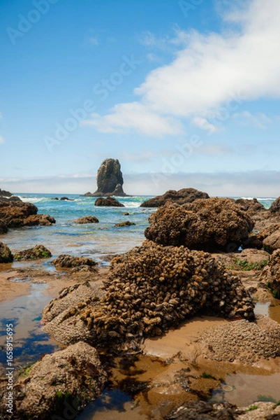 Fototapeta Colorful sea stars and green sea anemones on tide-covered rocks at low tide, Cannon Beach, Oregon. Close-up view of marine life on the Pacific Northwest coast.