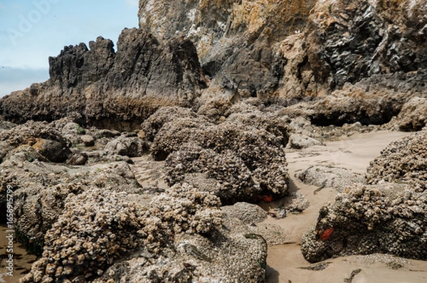 Fototapeta Colorful sea stars and green sea anemones on tide-covered rocks at low tide, Cannon Beach, Oregon. Close-up view of marine life on the Pacific Northwest coast.