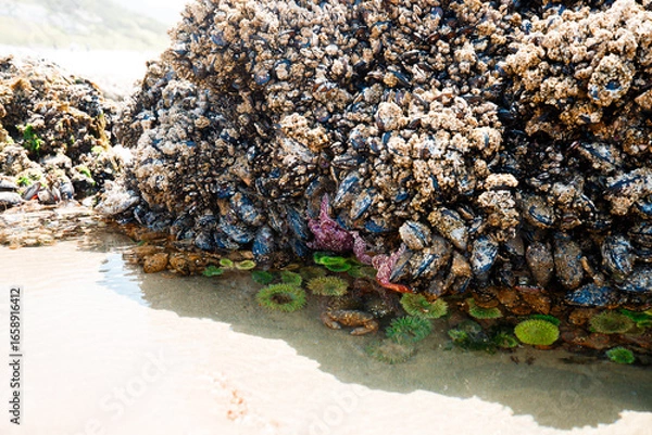 Fototapeta Colorful sea stars and green sea anemones on tide-covered rocks at low tide, Cannon Beach, Oregon. Close-up view of marine life on the Pacific Northwest coast.