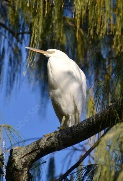 Obraz Wild white eastern reef egret bird in tree