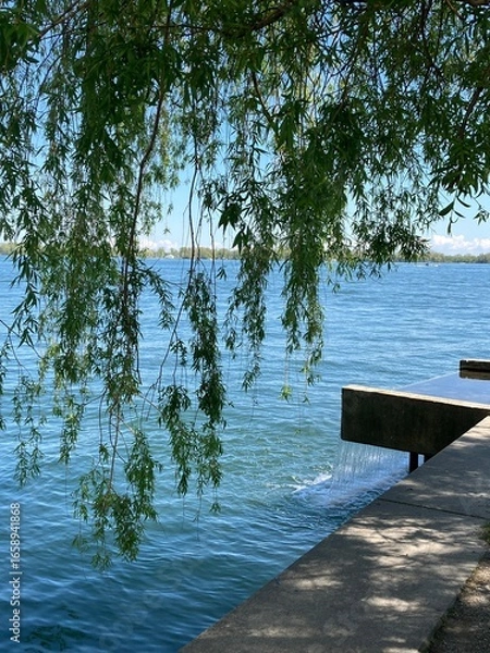 Obraz weeping willow on the harbour