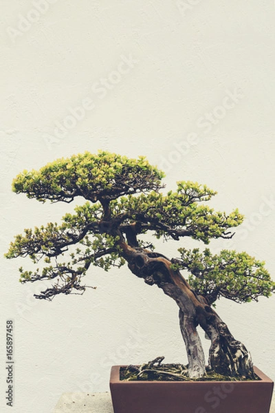 Obraz Bonsai