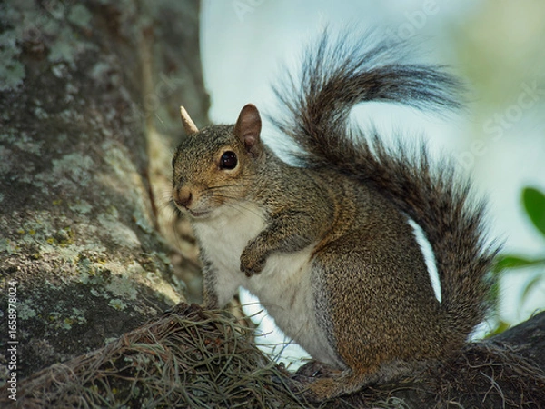 Obraz American Gray Squirrel on a Tree