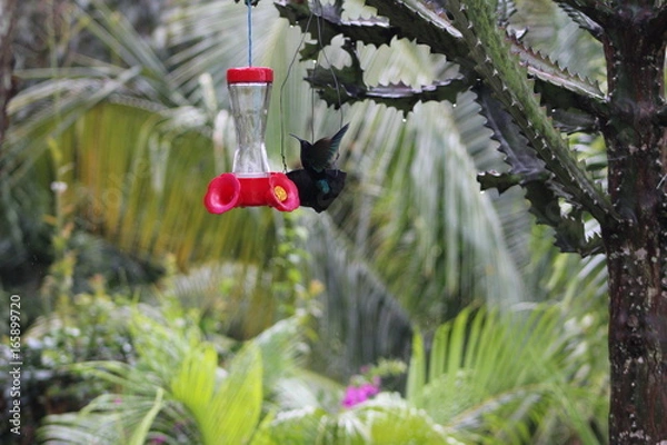 Obraz colibri guadeloupe