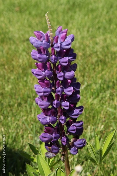 Fototapeta Lupine Gallery Blue (Lupinus polyphyllus) purple flower in garden in Montana