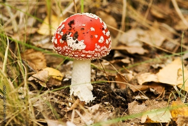 Fototapeta red fly-agaric mushroom in a autumn forest