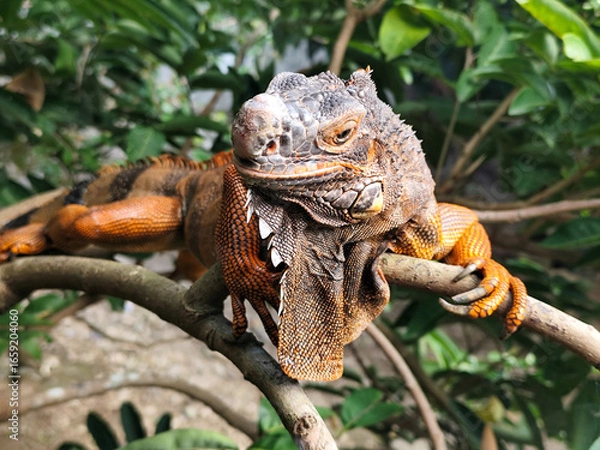 Fototapeta Orange iguana is sunbathing on a green leafy tree trunk, in the morning, with a natural blurred background.