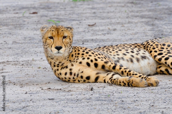 Obraz Układanie geparda