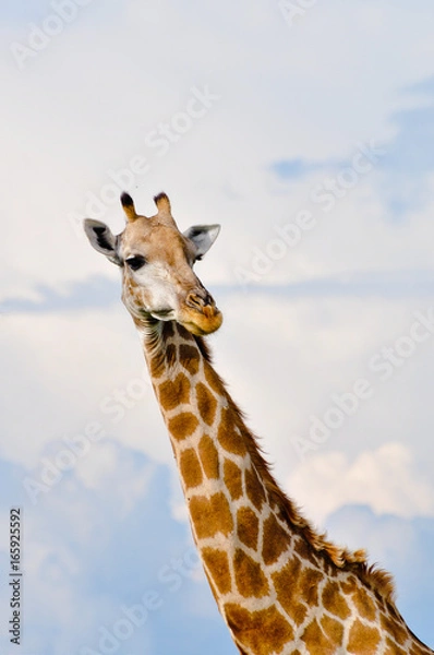 Obraz Giraffe Portrait 