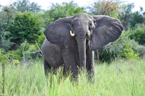 Obraz Okavango Delta Elephant 