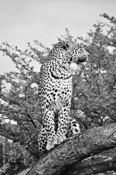Obraz Leopard Profile in Black and White 