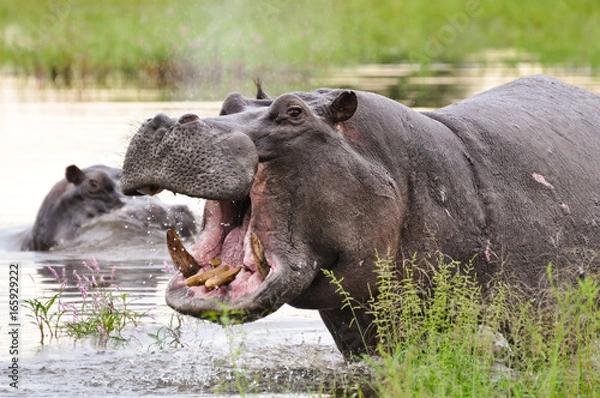 Obraz Open Mouth Hippo