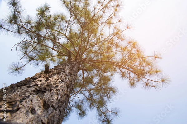Fototapeta tree branch abstract background