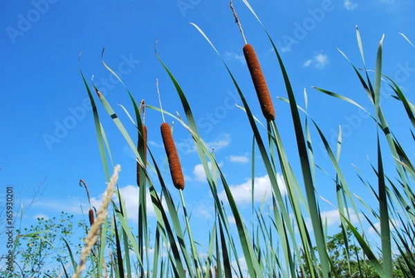 Obraz cat tails