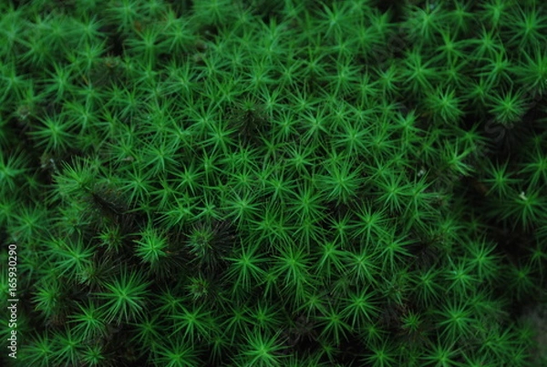 Obraz green moss