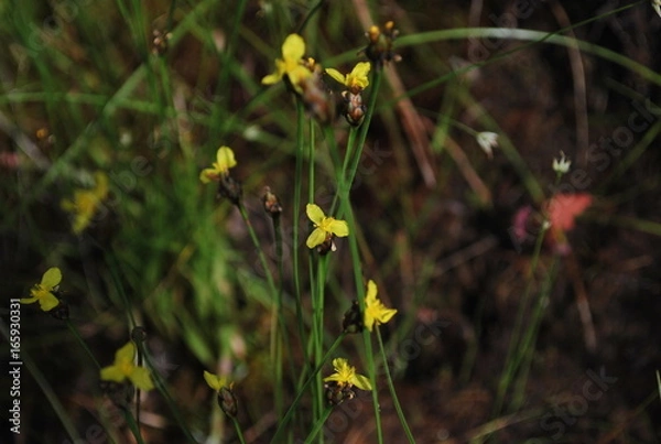 Obraz yellow flowers
