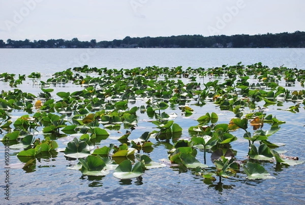 Obraz Lillypads