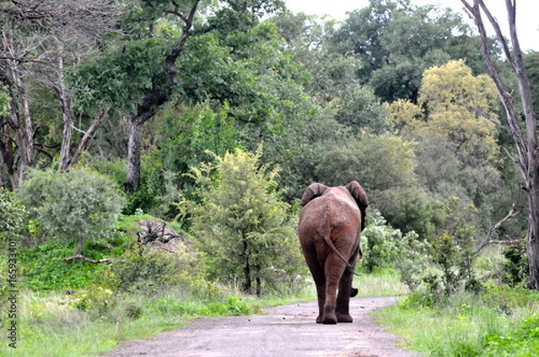 Obraz Solitary Elephant Walking 