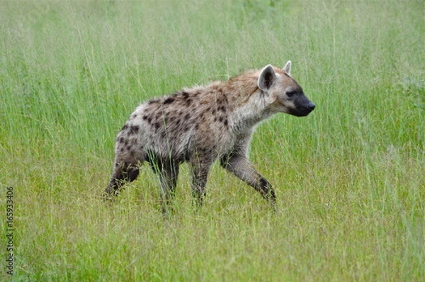 Obraz Okavango Delta Hyena 