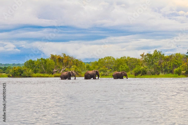 Obraz Elephants Crossing the River 