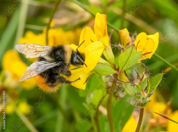 Obraz Macro close up of a bumble bee on a yellow flower
