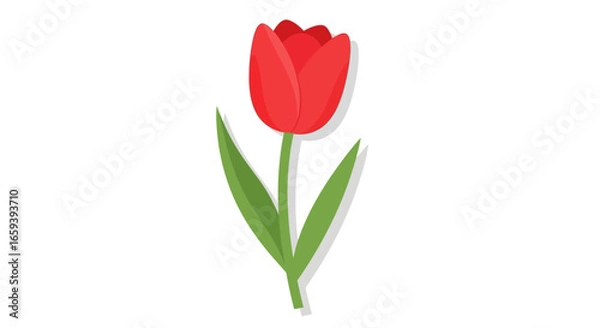 Fototapeta Stylized botanical illustration featuring a single vibrant red tulip with minimalist design elements representing springtime beauty and floral