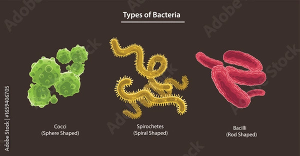 Fototapeta Types of Bacteria