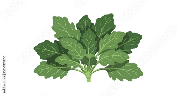 Fototapeta Delicate vector art portraying fresh and vibrant green spinach leaves arrangement isolated against a stark white background, simple design