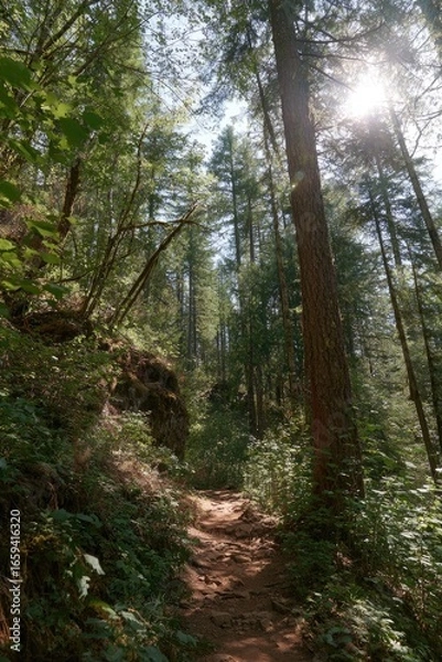 Fototapeta Sunny forest path winds through trees