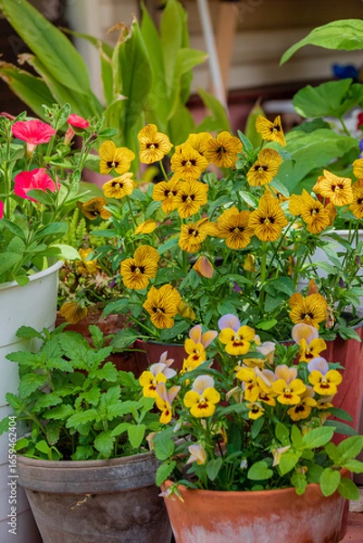 Fototapeta Bright yellow pansies and pink flowers create a lively garden display in terra cotta pots