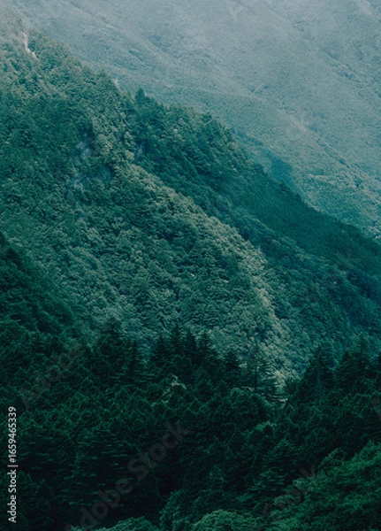 Fototapeta 山の斜面に広がる深緑の針葉樹林