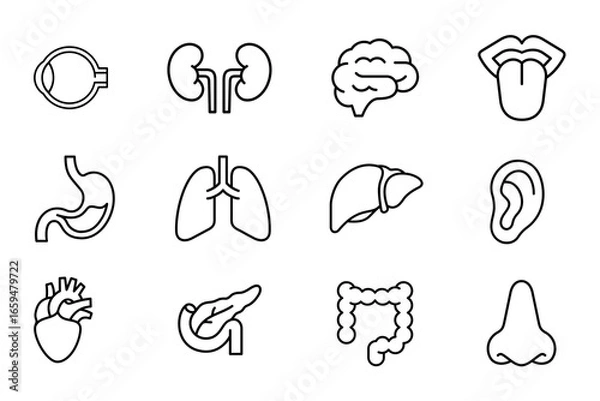 Obraz Human organ icon set on white background. Symbol of brain, heart, lungs, liver, kidney, ear, mouth, intestines, pancreas, eye, nose, and stomach. Human organ outline