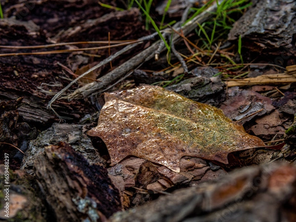 Fototapeta Morning mist condensed water drops on a leaf and tree bark pieces laid on the ground. Autumn has come once again.