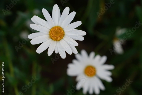 Obraz white daisy flower