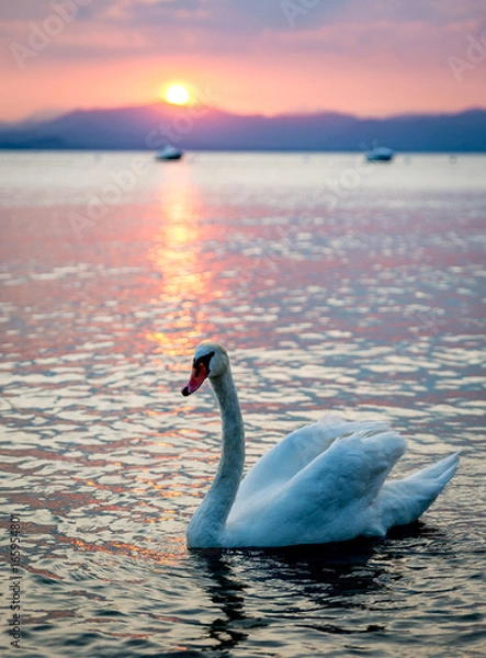 Obraz Swan during sunset
